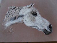 /album/chevaux/photo-538-jpg/